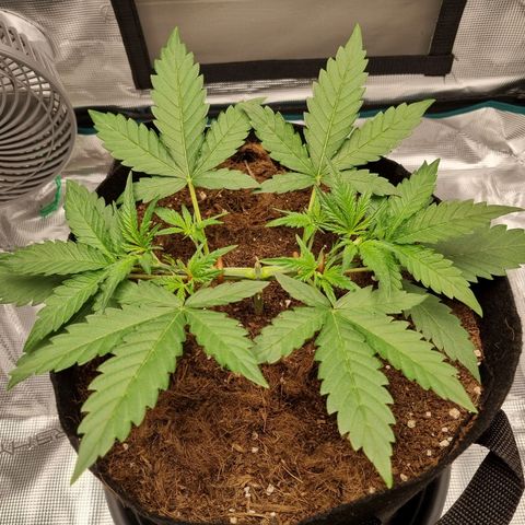 Apple strudel auto 420fb growlog timeline photo