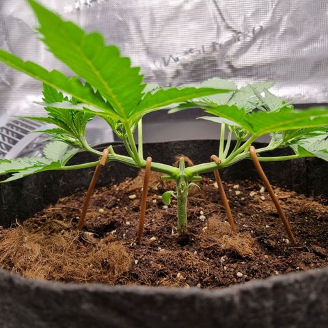 Apple strudel auto 420fb growlog timeline photo