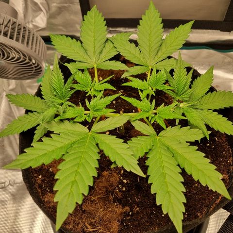 Apple strudel auto 420fb growlog timeline photo