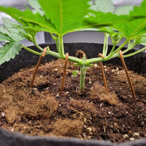 Apple strudel auto 420fb growlog timeline photo