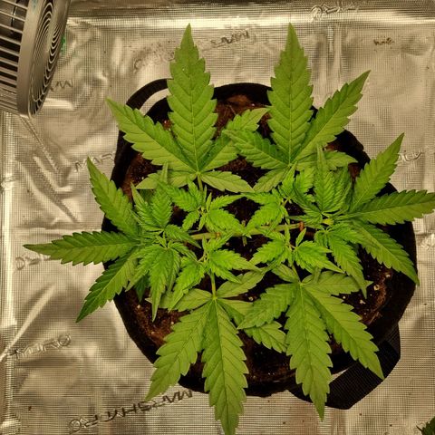 Apple strudel auto 420fb growlog timeline photo