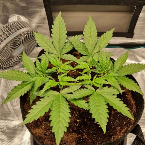 Apple strudel auto 420fb growlog timeline photo