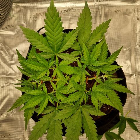 Apple strudel auto 420fb growlog timeline photo