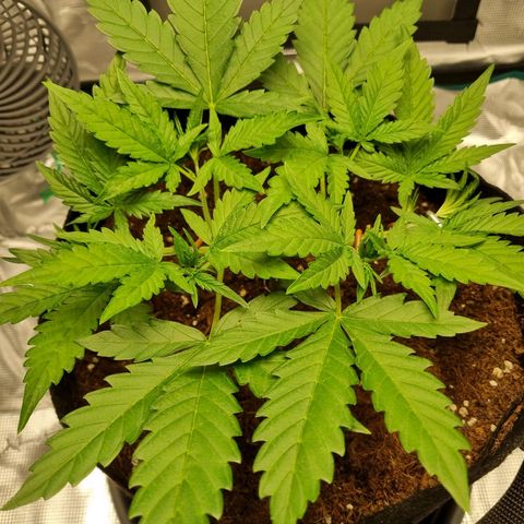Apple strudel auto 420fb growlog timeline photo