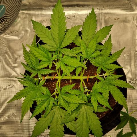 Apple strudel auto 420fb growlog timeline photo