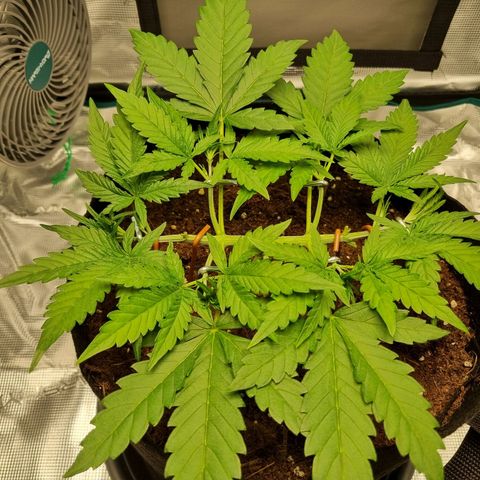 Apple strudel auto 420fb growlog timeline photo