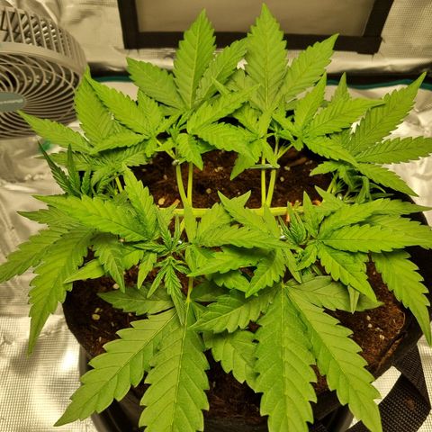 Apple strudel auto 420fb growlog timeline photo