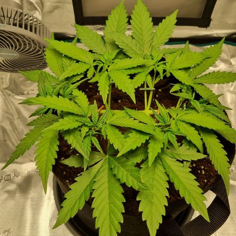 Apple strudel auto 420fb growlog timeline photo