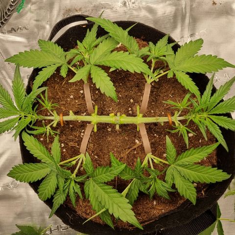 Apple strudel auto 420fb growlog timeline photo