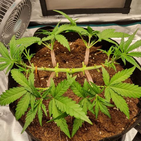 Apple strudel auto 420fb growlog timeline photo