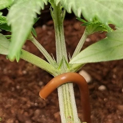 Apple strudel auto 420fb growlog timeline photo