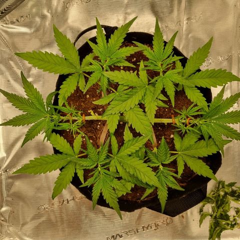 Apple strudel auto 420fb growlog timeline photo