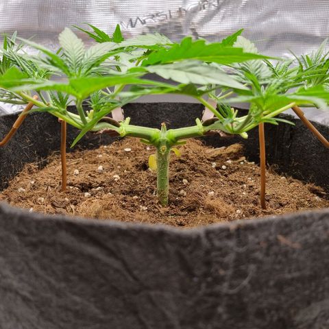 Apple strudel auto 420fb growlog timeline photo