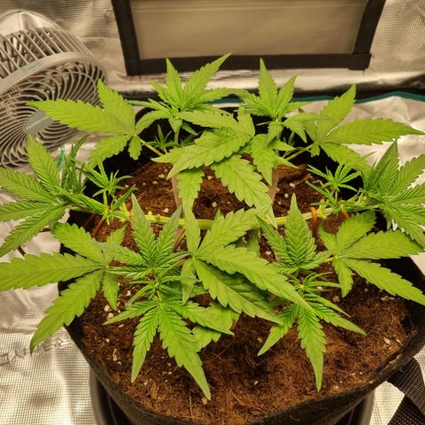 Apple strudel auto 420fb growlog timeline photo