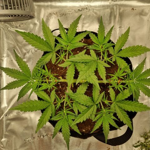 Apple strudel auto 420fb growlog timeline photo