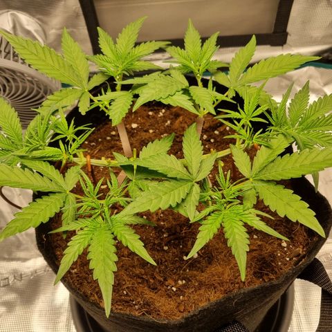 Apple strudel auto 420fb growlog timeline photo