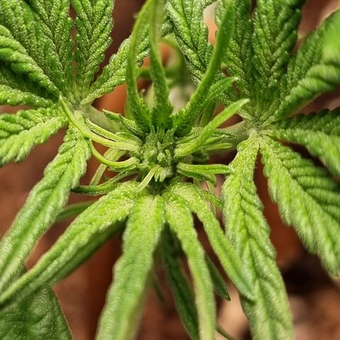 Apple strudel auto 420fb growlog timeline photo