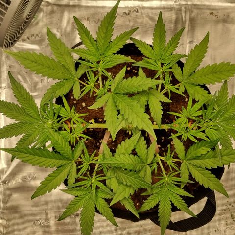 Apple strudel auto 420fb growlog timeline photo