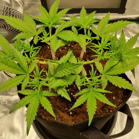 Apple strudel auto 420fb growlog timeline photo