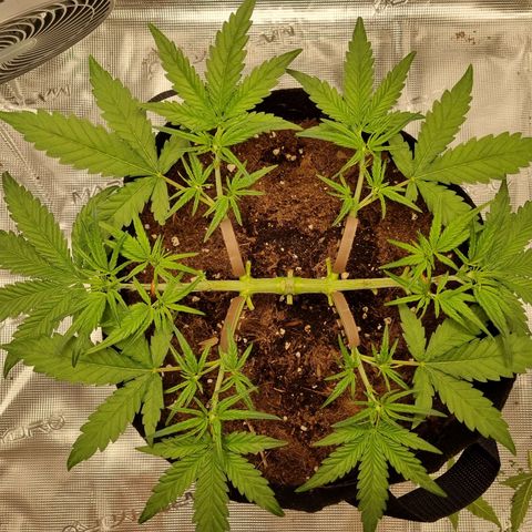 Apple strudel auto 420fb growlog timeline photo