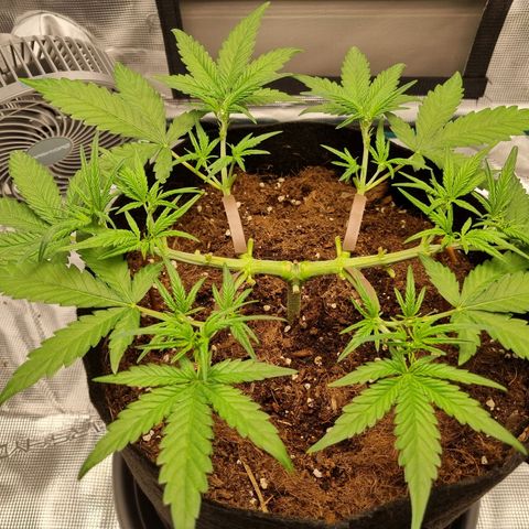 Apple strudel auto 420fb growlog timeline photo