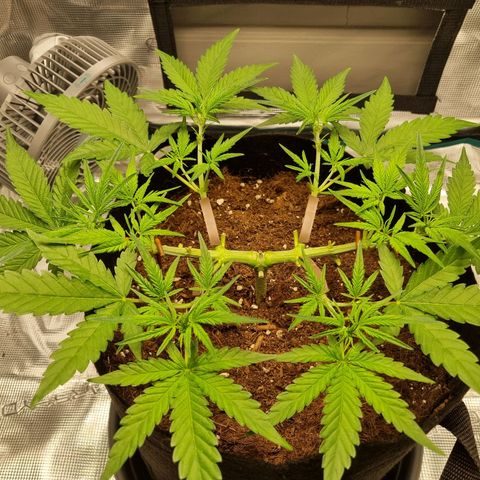 Apple strudel auto 420fb growlog timeline photo