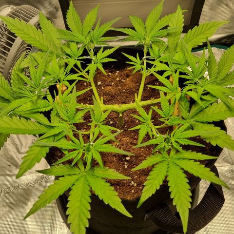 Apple strudel auto 420fb growlog timeline photo