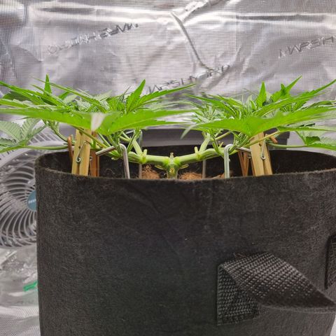Apple strudel auto 420fb growlog timeline photo