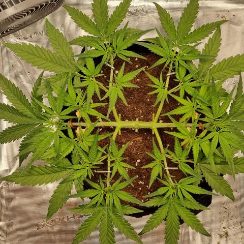 Apple strudel auto 420fb growlog timeline photo