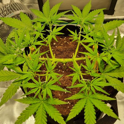 Apple strudel auto 420fb growlog timeline photo