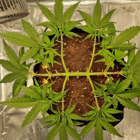 Apple strudel auto 420fb growlog timeline photo