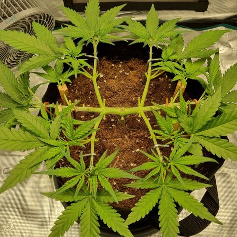 Apple strudel auto 420fb growlog timeline photo