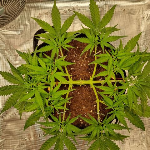 Apple strudel auto 420fb growlog timeline photo