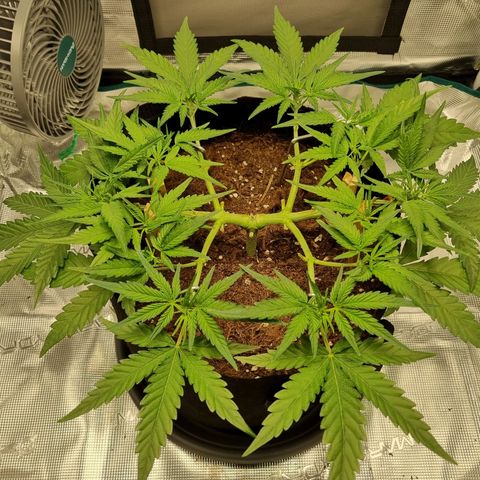 Apple strudel auto 420fb growlog timeline photo