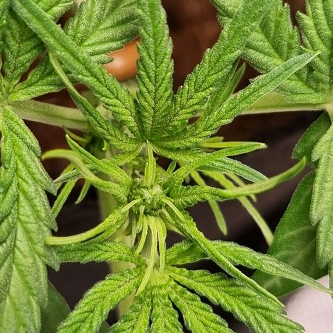 Apple strudel auto 420fb growlog timeline photo