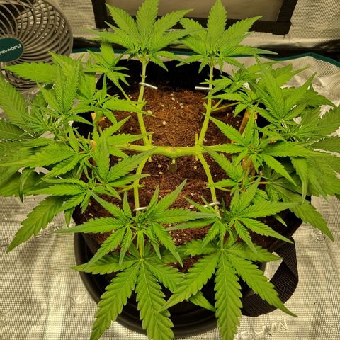 Apple strudel auto 420fb growlog timeline photo