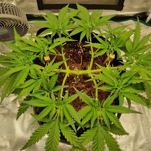 Apple strudel auto 420fb growlog timeline photo