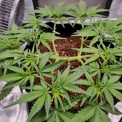 Apple strudel auto 420fb growlog timeline photo
