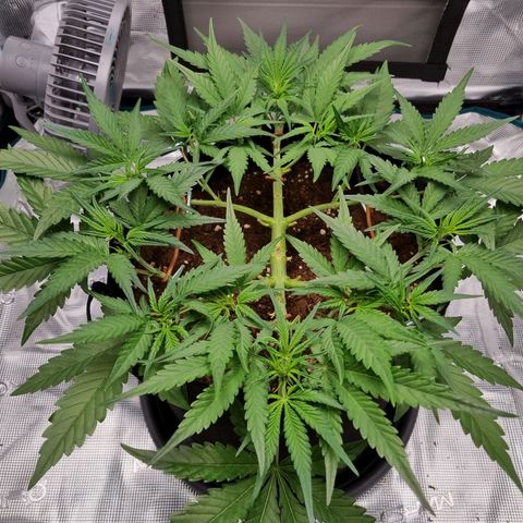 Apple strudel auto 420fb growlog timeline photo