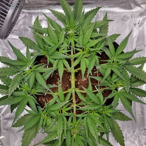 Apple strudel auto 420fb growlog timeline photo