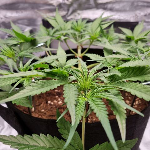 Apple strudel auto 420fb growlog timeline photo