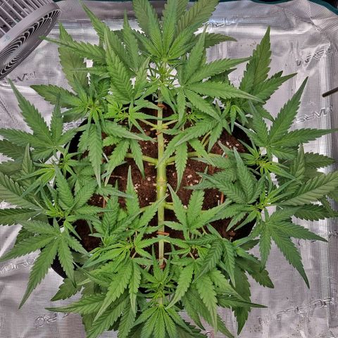Apple strudel auto 420fb growlog timeline photo