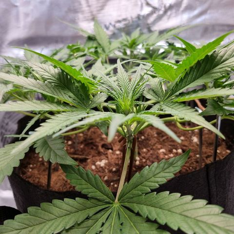 Apple strudel auto 420fb growlog timeline photo