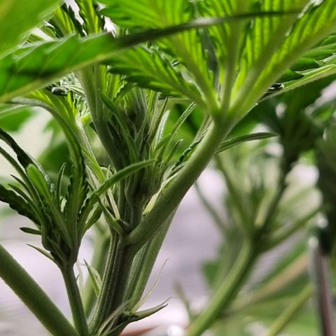 Apple strudel auto 420fb growlog photo: She is slowly going in bloom
Next feeding less veg more bloom