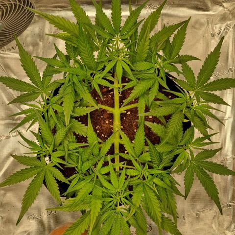 Apple strudel auto 420fb growlog timeline photo
