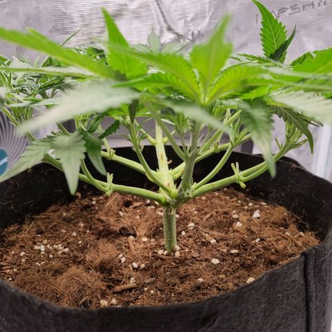 Apple strudel auto 420fb growlog timeline photo