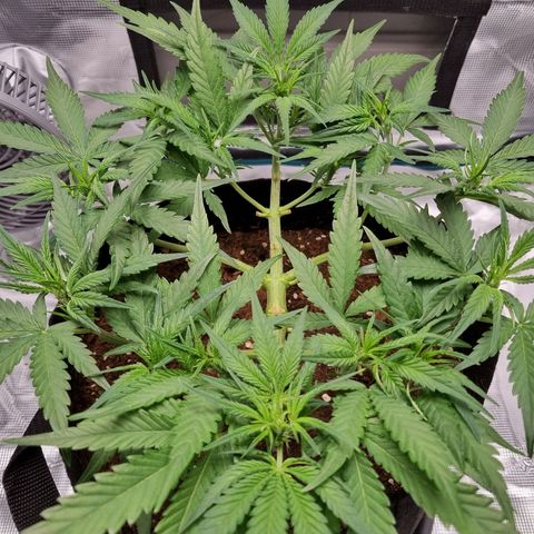 Apple strudel auto 420fb growlog timeline photo