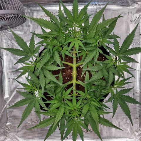 Apple strudel auto 420fb growlog timeline photo