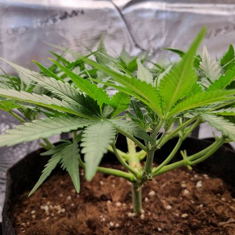 Apple strudel auto 420fb growlog timeline photo