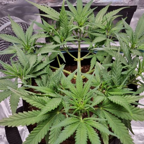 Apple strudel auto 420fb growlog timeline photo